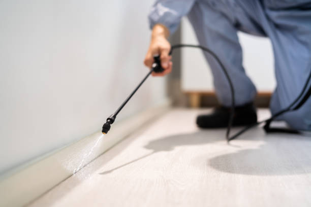 Licensed Wasp Control service in Lake Ketchum, WA - Nex Pest Control